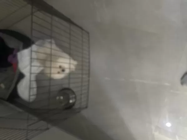 Pomeranian Boo Köpeği 3 Aylık