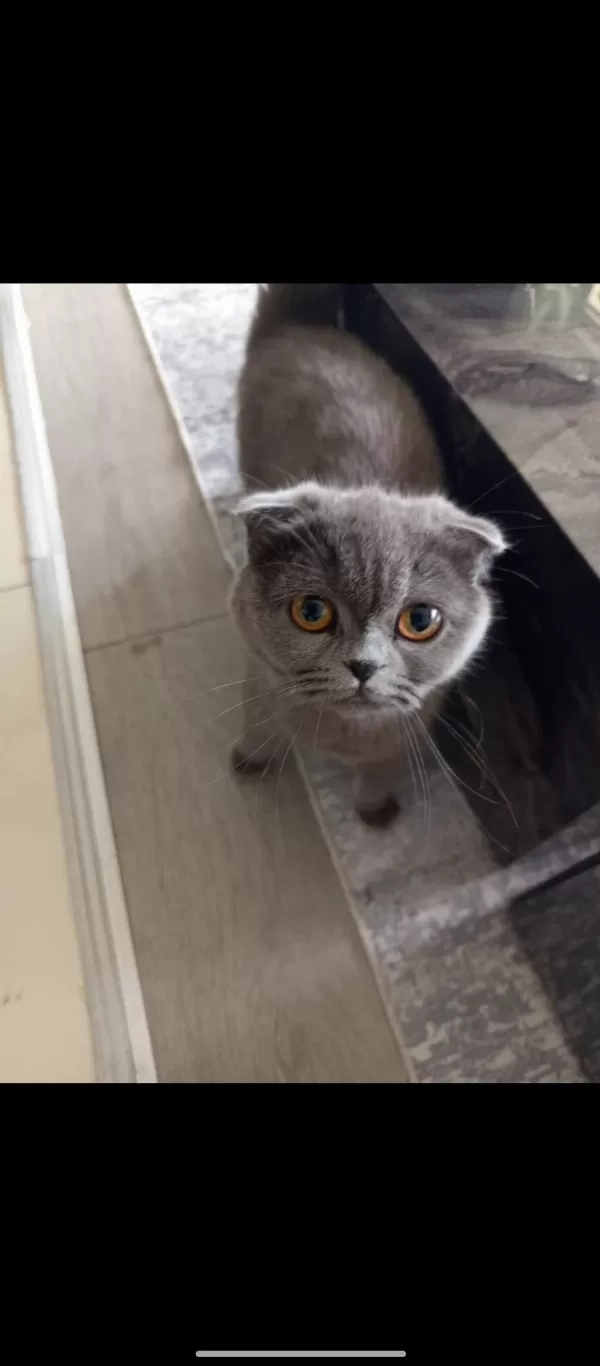 10 Aylık Dişi Scottish Fold