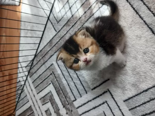 Fawn Tortie Bicolor Ve Ny22 Golden Kediler Rezerve