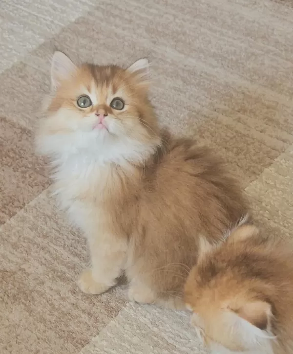 Golden Ny11 British Longhair Erkek