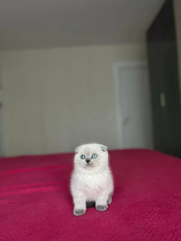 Scottish Fold Blue Point Yavrular