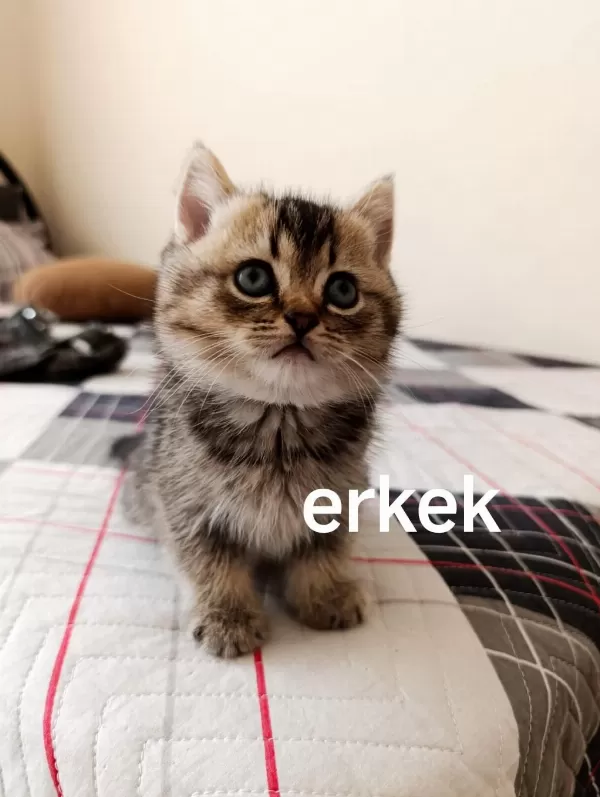 Beyaz Ve Golden Kısa Tüylü British Yavrularım