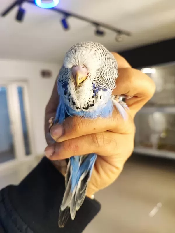Yeme Yeni Düşecek Olan Vasıflı Show Jumbo Kuşlar