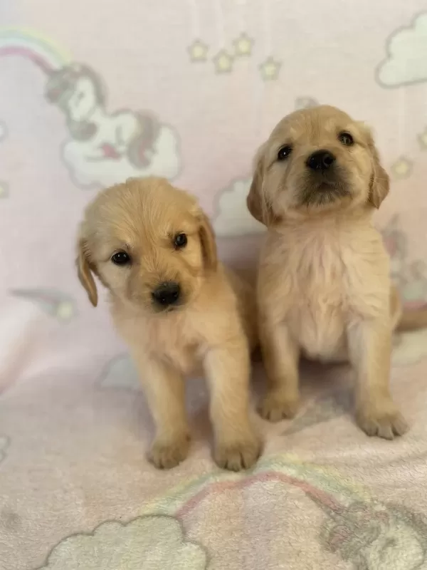 Golden Retriever Bebeklerim Yeni Yuvasını Arıyor