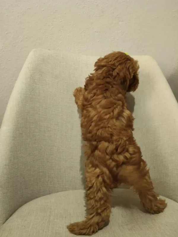 Üst Kalite Maltipoo Yavrum Uygun Verilecek