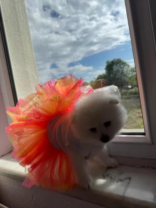 Pomeranian (tilki Ve Ayı Suratlının Melezleri)