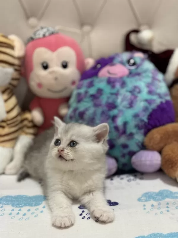 British Shorthair Ve British Longhair Çok Tatlı Bebekler