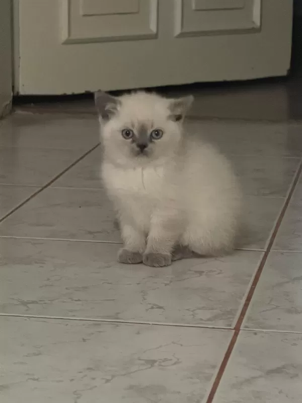 Safkan 2 Aylık British Shorthair Blue Point