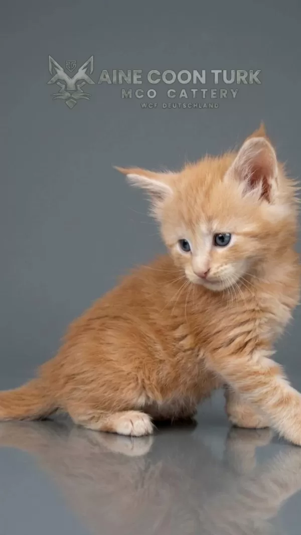 Maine Coon Türk - Mco Cattery