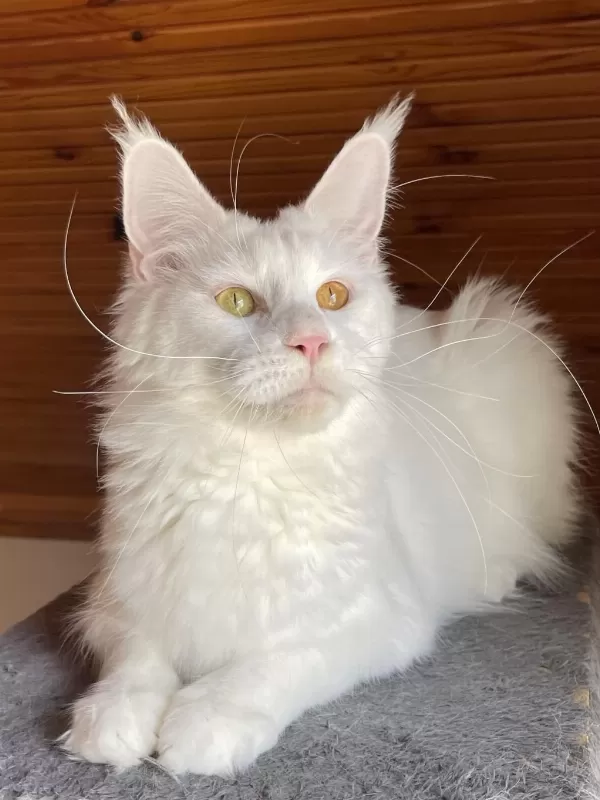 Maine Coon Xxxl Kedimiz