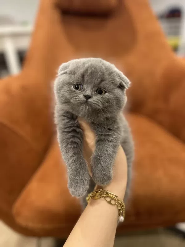 Scottish Fold Blue Yavrularim