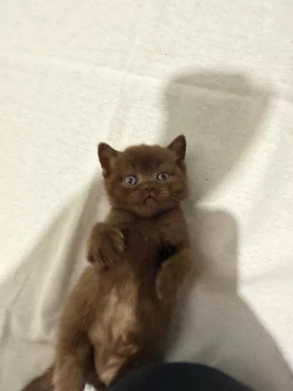 Solid Çikolata British Shorthair Bebekler