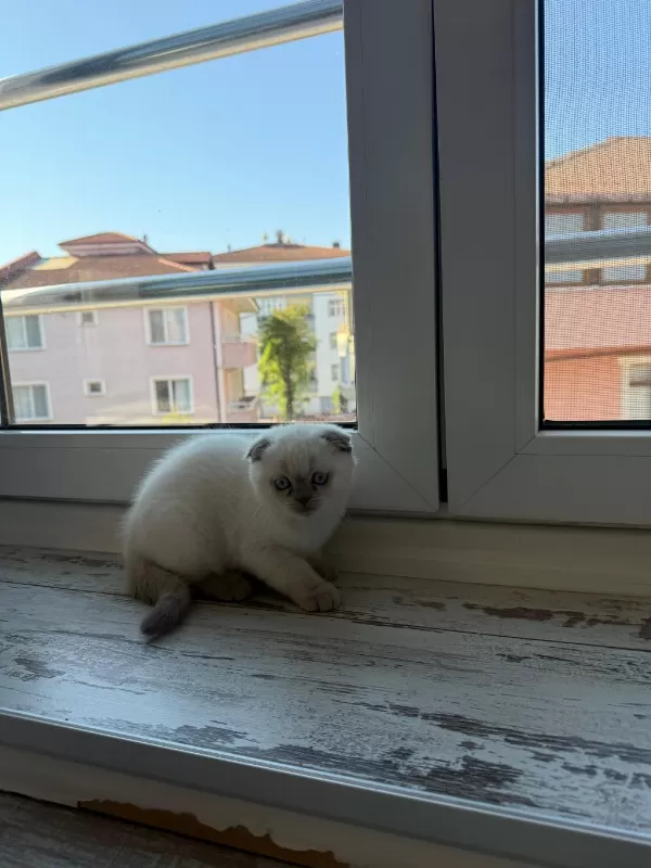 2 Adet Dişi Scottish Fold