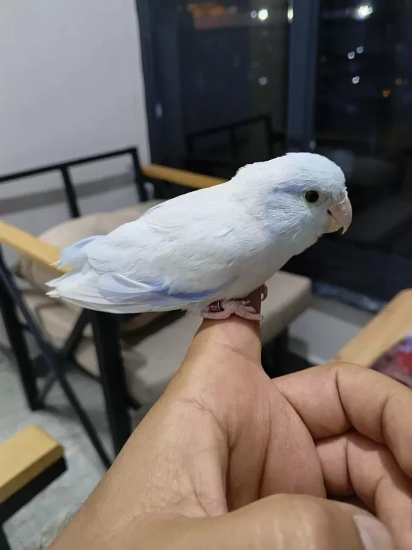 Evcil Erkek Forpus Papağanı