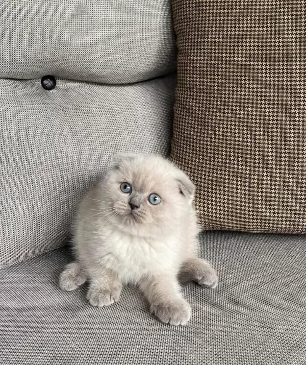 Scottish Fold Blue Point