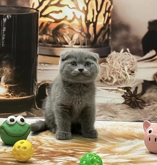 Birbirinden Güzel Scottish Fold Yavrular