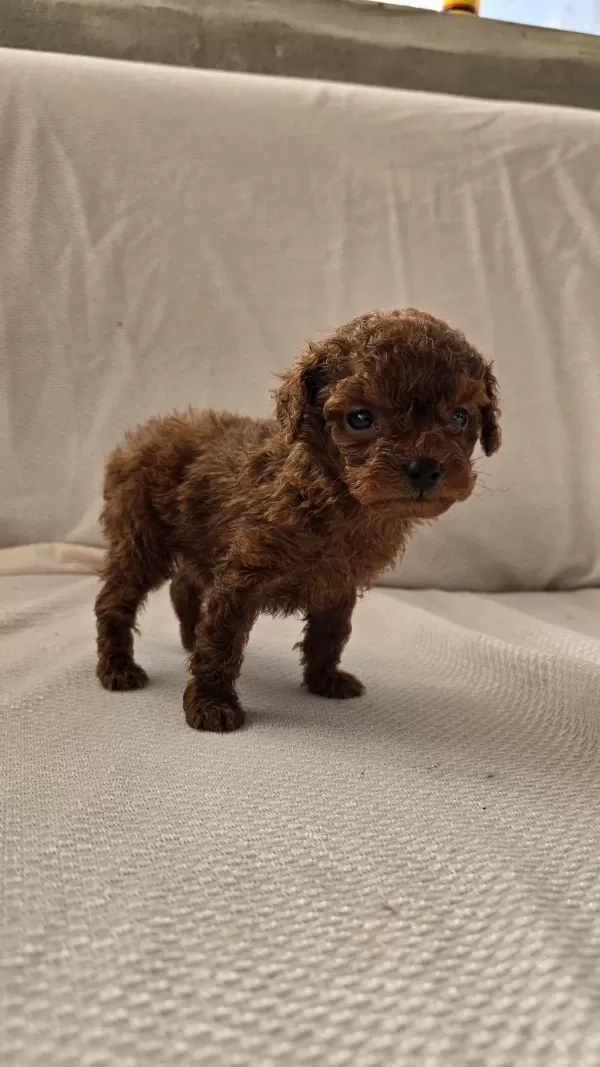Dark Brown Kore Poodle Bebekler