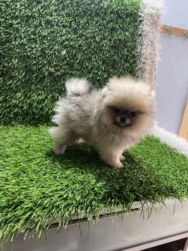 Pomeranian Boo Yavrular [majyajsiz Fönsüz}