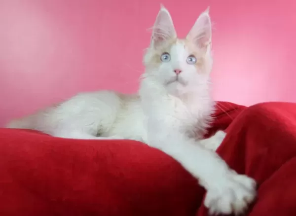 Mavi Gözlü Nadir Maine Coon Erkek