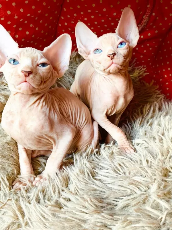 2 Dişi Ve 2 Erkek Odd Eyes Mavi Göz Sfenks