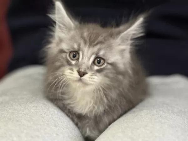 Ankarada Ziyarete Açık Maine Coon Yavrularımız
