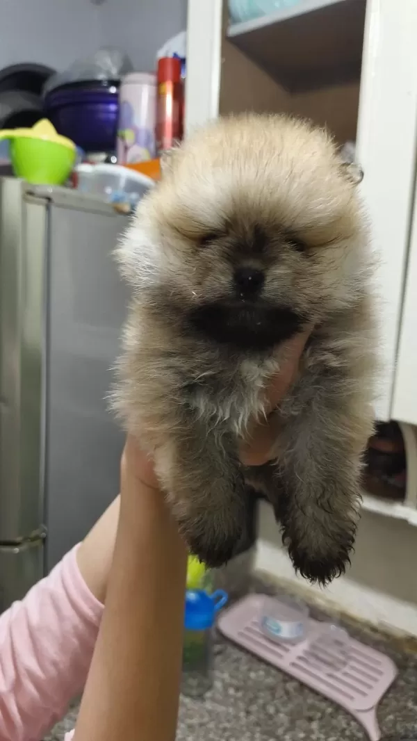 Pomeranian Boo Erkek Ve Dişi Yavrularımız