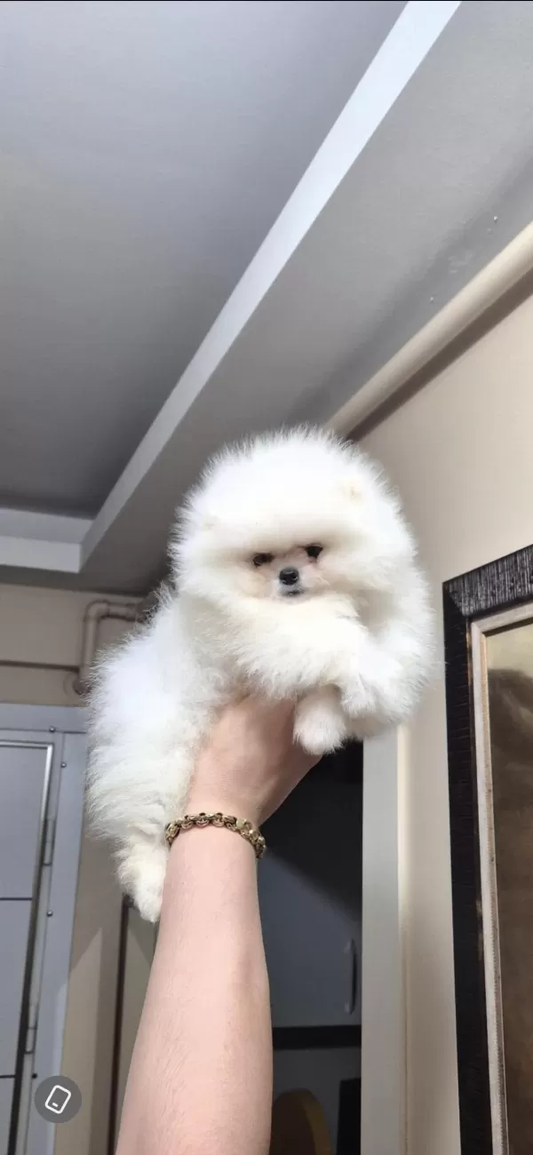Ayicik Yüz Pomeranian Boo Erkek