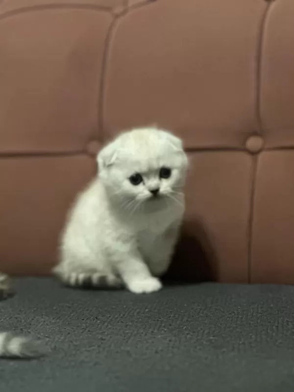 Koca Kafa Kedilerimiz Aa Kalite Safkandir