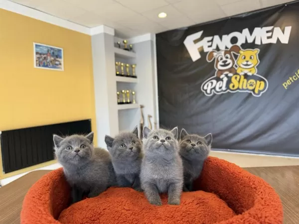 Top Kafa Scottish Fold Yavrular Britis Yavrular Ankara