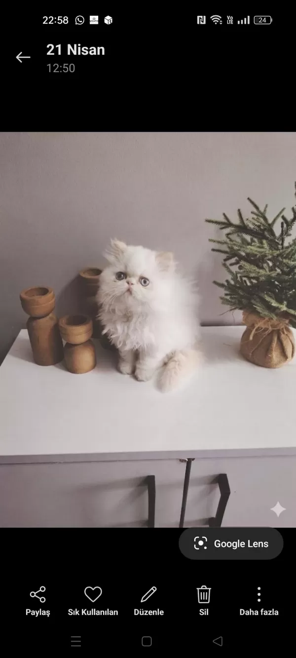Mükemmel Kürklü Red Point İran Kedisi