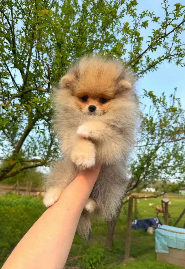 Pomeranian Yavrularımız Teslime Hazır