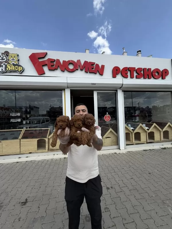 Süper Kalite Toy Poodle Yavrular Ankara Mağazamizda