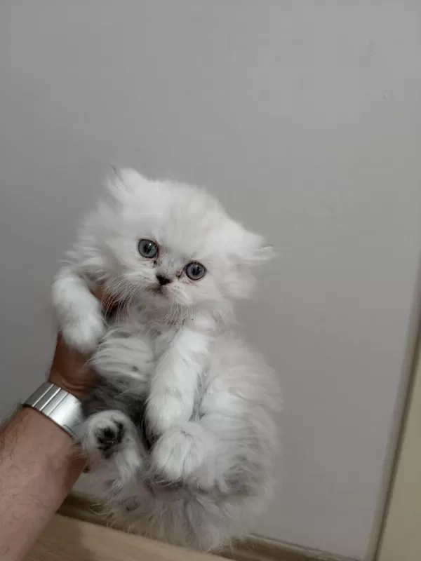 2 Tane Yavru Kedimiz 1 Aylık