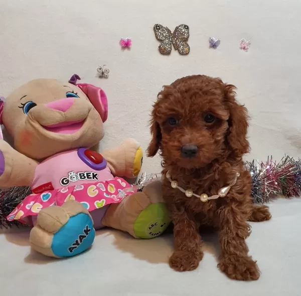 Kore Kan Poodle Yavrular