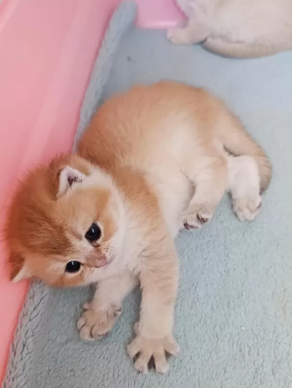 British Shorthair Golden Erkek