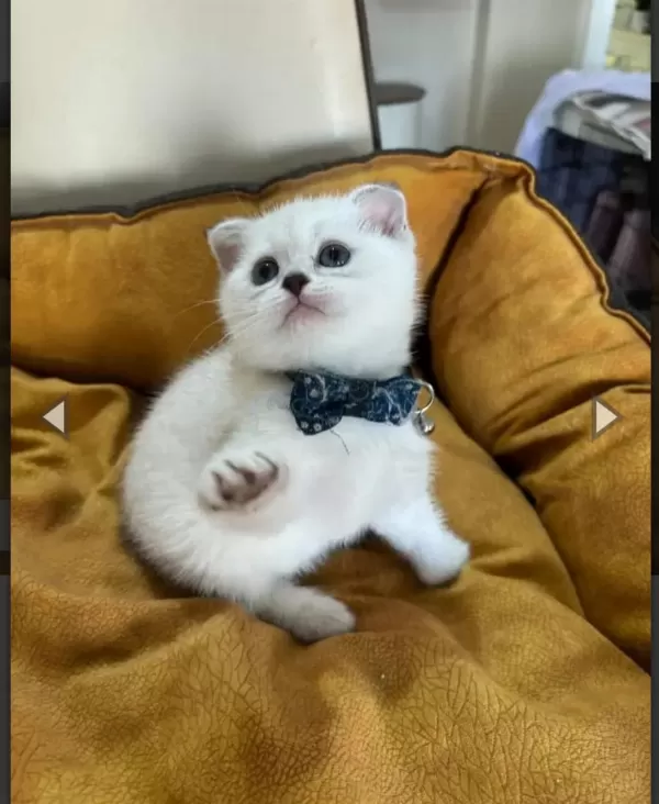 Scottish Fold Erkek Yavrumuza Yuva Uyguna