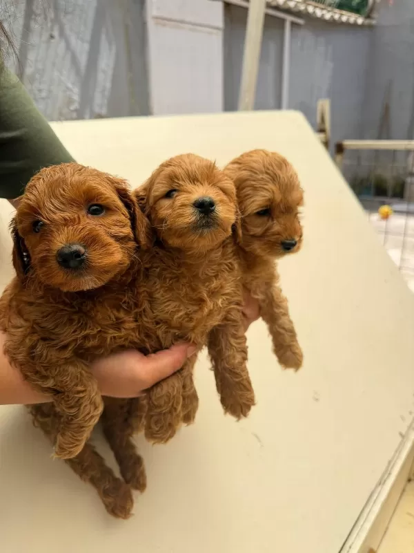 Teslime Hazır Maltipoo Yavrularımız