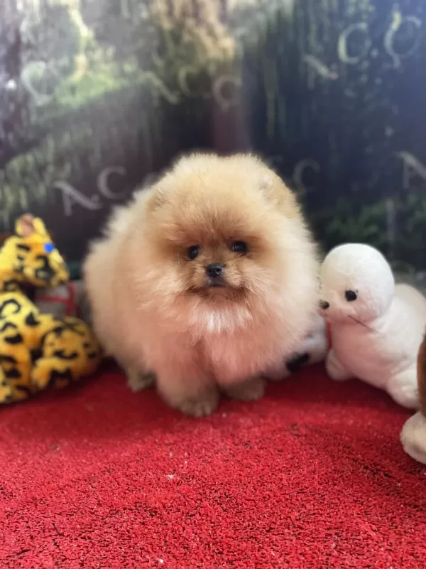 Garantili Orj Pomeranian