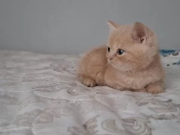45 Günlük British Longhair Erkek
