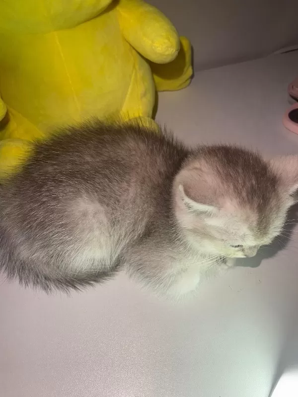 Safkan British Shorthair Erkek Yavru