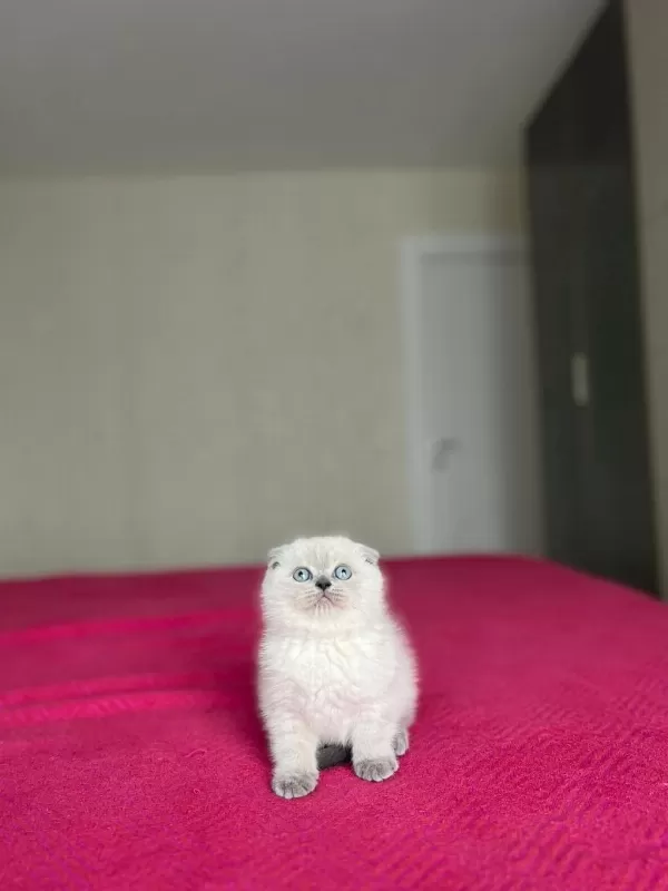 Scottish Fold Blue Point Yavrular