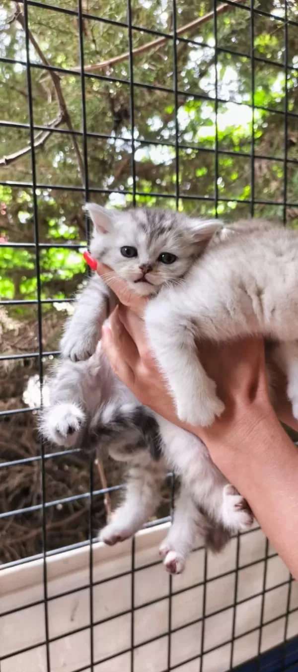 Tabby Line Safkan Scottish Fold Yavrular Catteryden