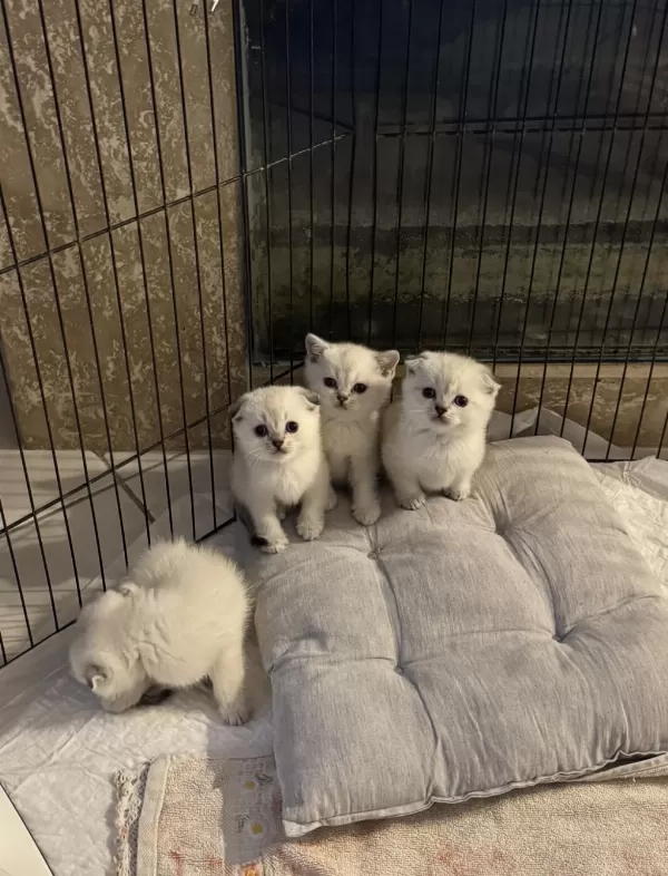 Scottish Fold Top Kafa Bebekler