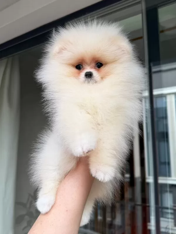 Pomeranian Yavrularımız Teslime Hazır