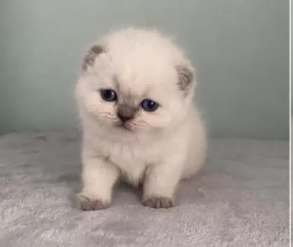 Aaa Kalite Sifir Kulak Scottish Fold Prensesim
