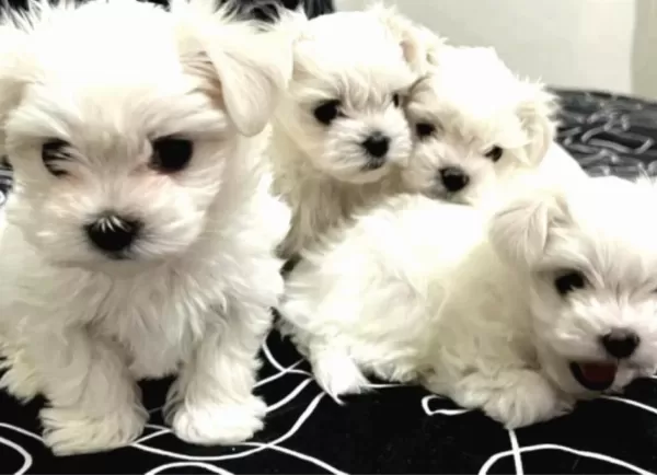 0 Numara Maltese Bebeklerimiz