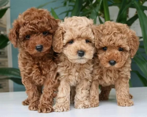 Küçük Poodle Prensesler