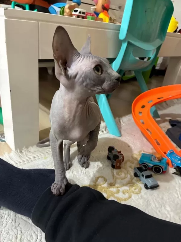 4 Aylık Dişi Bebek Sfenks Sally