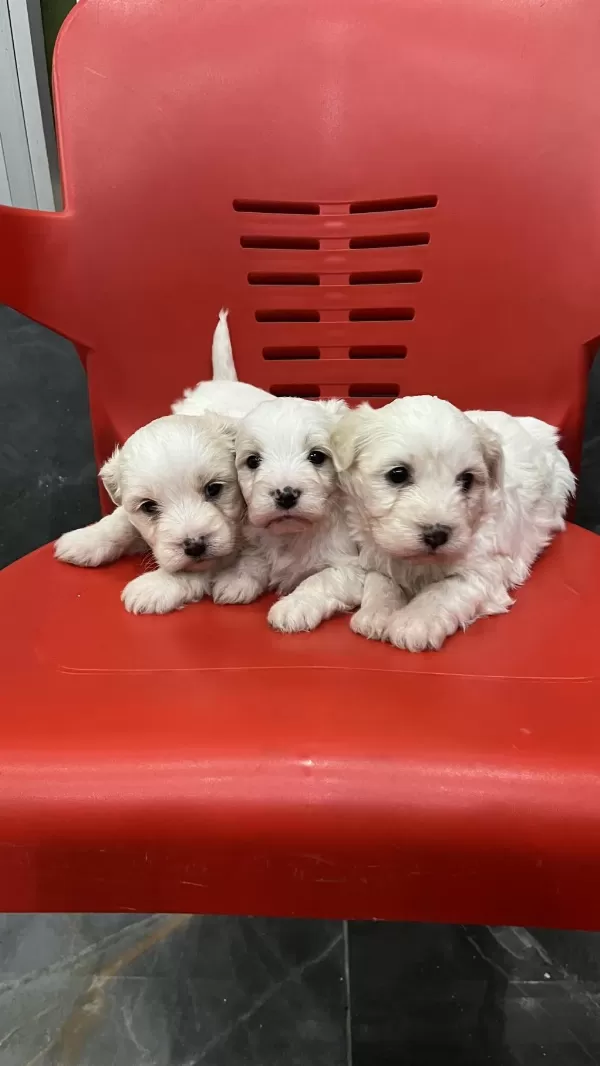 Minik Yavru Köpekler Yeni Yuvasına Gitmeye Hazırlar