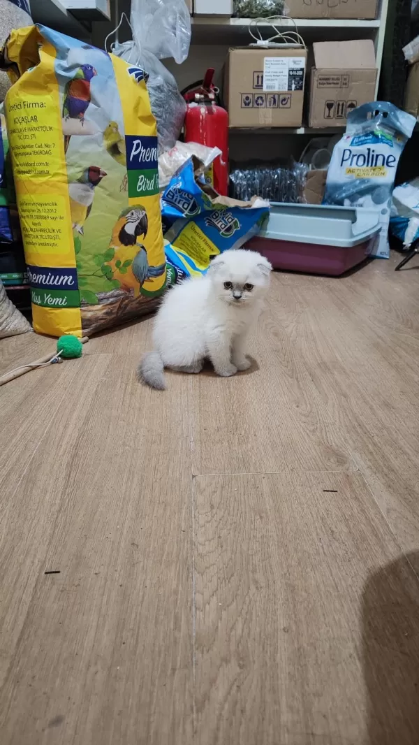 Scottish Fold Dişi Acil Sahiplendirilecek